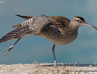 Animali 468